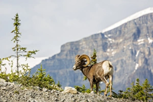 Images Dated 2nd August 2014: Canada, Alberta, Jasper National Park, Bighorn Sheep Ram (Ovis canadensis)