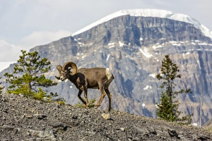 Images Dated 2nd August 2014: Canada, Alberta, Jasper National Park, Bighorn Sheep Ram (Ovis canadensis)