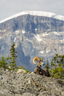 Images Dated 2nd August 2014: Canada, Alberta, Jasper National Park, Bighorn Sheep Ram (Ovis canadensis)