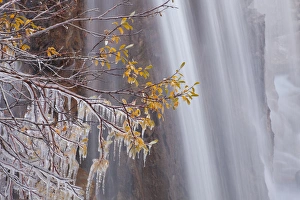 Images Dated 27th September 2009: Canada, Alberta, Jasper National Park. Ice on tree at Tangle Falls