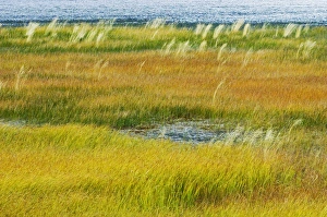 Images Dated 24th September 2005: Canada, Alberta, Jasper National Park. Grasses in a wetland habitat
