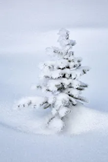 Images Dated 17th September 2019: Canada, Alberta, Jasper National Park, Tiny, snow-covered fir tree