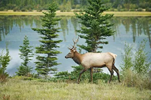 Images Dated 19th March 2019: Canada, Alberta, Jasper National Park. Bull elk next to Athabasca River