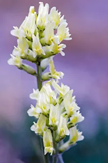 Images Dated 18th April 2020: Canada, Alberta, Jasper National Park. White and yellow locoweed blossoms