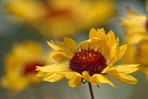 Images Dated 18th April 2020: Canada, Alberta, Jasper National Park. Brown-eyed Susan flower close-up