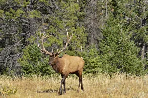 Walk Prints: Canada, Alberta, Jasper National Park. Male elk walking
