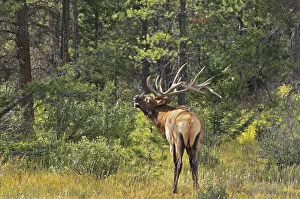Reproduction Prints: Canada, Alberta, Jasper National Park. Male elk calling