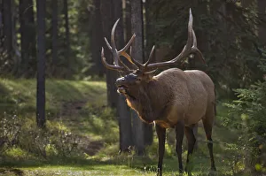 Reproduction Prints: Canada, Alberta, Jasper National Park. Male elk calling