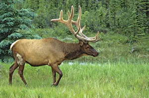 Walk Prints: Canada, Alberta, Jasper National Park. Male elk walking