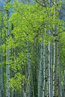 Prints of Canada, Alberta, Jasper National Park. Spring foliage in forest Images Dated 2022 December: Canada, Alberta, Jasper National Park. Spring foliage in forest