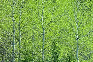 Canada, Alberta, Jasper National Park. Spring foliage in forest