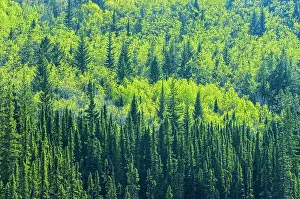 Mountainside Prints: Canada, Alberta, Jasper National Park. Spring foliage in mountainside forest
