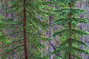 Spruce Prints: Canada, Alberta, Jasper National Park. Spruce trees at Athabasca Falls