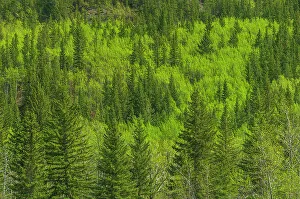 Mountainside Prints: Canada, Alberta, Jasper National Park. Spring foliage in mountainside forest