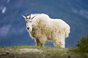 Canada, Alberta, Jasper National Park, Mountain Goat (Oreamnos americanos) female, June
