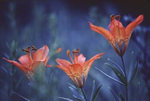 Images Dated 17th July 2009: Canada, Alberta, Jasper National Park. Wood lilies at dusk