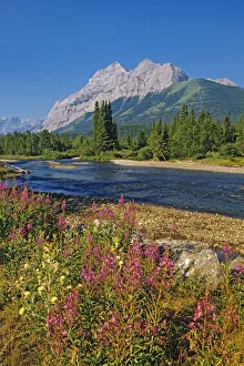 Images Dated 18th April 2020: Canada, Alberta, Kananaskis Country. Landscape with mountain, stream and fireweed flowers