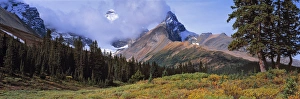 Banff Prints: Canada, Alberta, Mt Saskatchewan