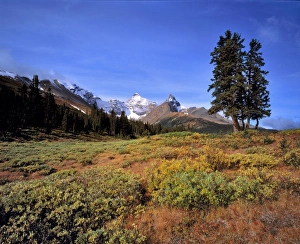 Albert A Prints: Canada, Alberta, Mt Saskatchewan