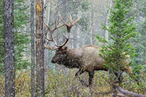 Jasper Prints: Canada, Alberta, National Park, bull elk, on the move