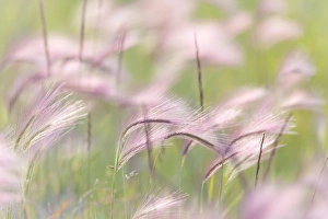 Images Dated 23rd August 2011: Canada, Alberta, Peter Loughheed Provincial Park. Grass seedheads blowing in the wind