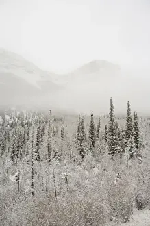 Canada, Alberta. VIA Rail Snow Train between Edmonton & Jasper. Winter views