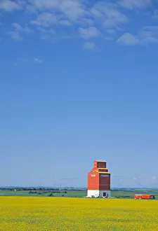 Images Dated 11th December 2006: Canada, Alberta, Red Deer, canola flower field