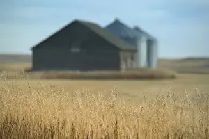 Rosebud Prints: Canada-Alberta-Rosebud: Grain Barn / Wheat Farm / Autumn