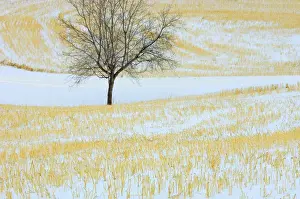 Solitary Prints: Canada, Alberta, Spruce Grove. Lone tree in snow-covered field