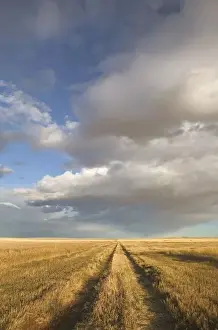 Horizon Over Land Prints: Canada, Alberta, Stand Off: Landscape with Dramatic Sky Wheat Field Road