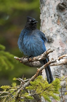 Images Dated 18th June 2010: Canada, Alberta, Waterton Lakes National Park. Stellars Jay