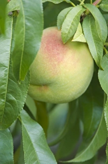 Peach Prints: Canada, BC, Osoyoos, Peacch Ripe for Harvest
