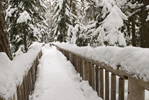 Images Dated 30th January 2008: Canada, BC, Whistler / Blackcomb Resort. Lost Lake trail system for cross country