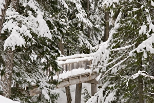 Lost Lake Prints: Canada, BC, Whistler / Blackcomb Resort. Lost Lake trail system for cross country