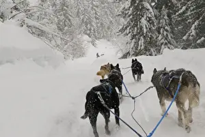 Harness Prints: Canada, BC, Whistler. Outdoor Adventure dog sled experience, tourists can mush their