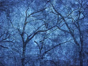 Canada. Blue abstract of trees. Credit as: Mike Grandmaison / Jaynes Gallery / DanitaDelimont