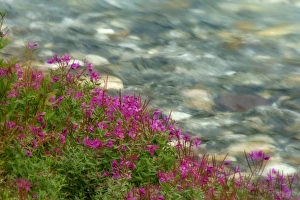 Images Dated 30th July 2006: Canada, British Columbia
