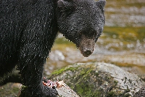 Images Dated 4th September 2008: Canada, British Columbia