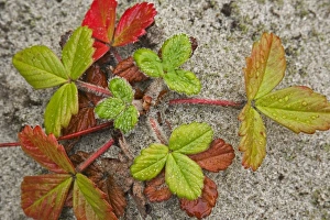 Images Dated 7th September 2008: Canada, British Columbia