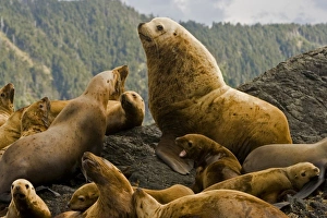 Images Dated 1st July 2008: Canada, British Columbia