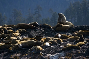 Images Dated 30th June 2008: Canada, British Columbia