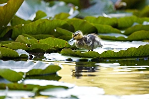 Canada, British Columbia