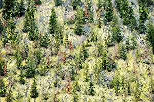 Images Dated 24th July 2005: Canada, British Columbia