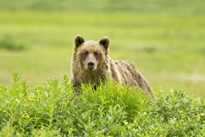 Images Dated 20th July 2009: Canada, British Columbia