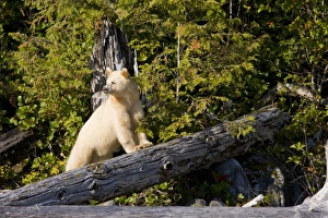 Images Dated 13th September 2008: Canada, British Columbia