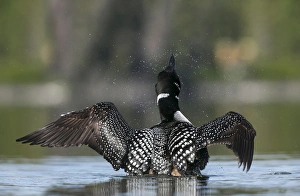 Canada, British Columbia. An adult, breeding plumage Common Loon (Gavia Immer) flaps