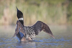 British Columbia Collection: Canada, British Columbia. Adult Common Loon (Gavia immer) in breeding plumage flaps