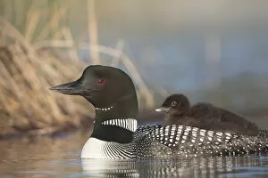British Columbia Collection: Canada, British Columbia. Adult Common Loon (Gavia immer) floats with a chick