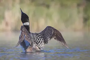 Images Dated 15th June 2016: Canada, British Columbia. Adult Common Loon (Gavia immer) in breeding plumage flaps