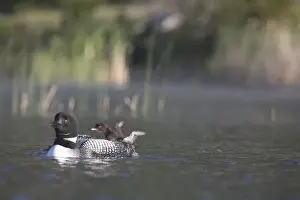 Images Dated 15th June 2016: Canada, British Columbia. Adult Common Loon (Gavia immer) floats with a chick